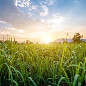 Farmers Field
