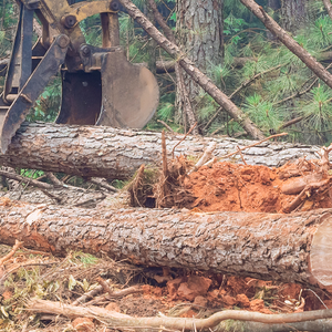 Logs being cut